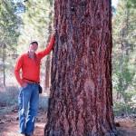 A man standing beside a Jeffrey Pine