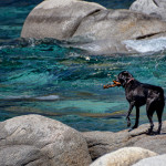 A black dog on the shore of McKinney Bay