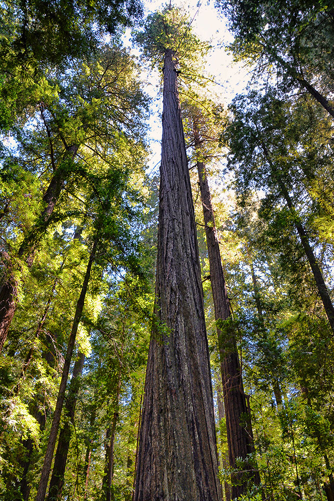 Humbolt Redwoods State Park Our Epic Journey