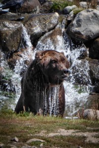 Grizzly Park-2