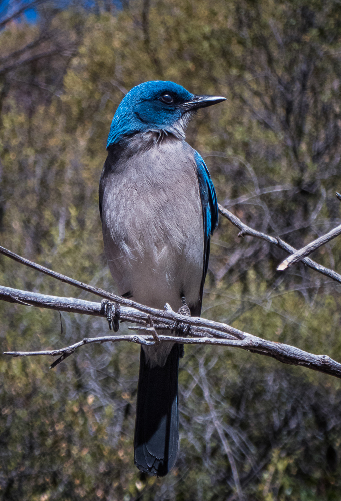 Big Bend D452 Our Epic Journey