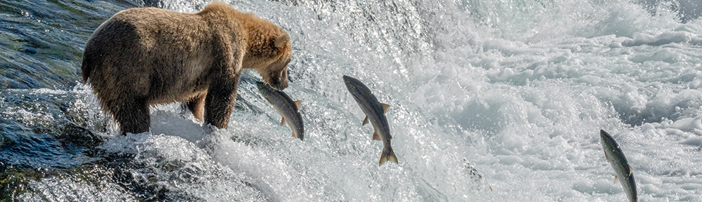 A bear catching fish at Alaska