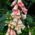 Foxgloves