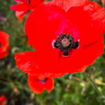 A common poppy