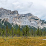 Pine trees at the foot of a mountain