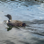 A duck swimming at the Pyramid Lake