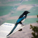 Eurasian magpie