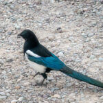 Eurasian magpie on the ground