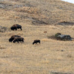 A herd of bison at the National Bison Range