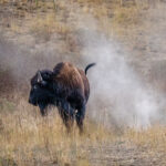 A bison at a smoking field