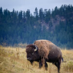 A bison