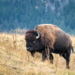 A bison at a field