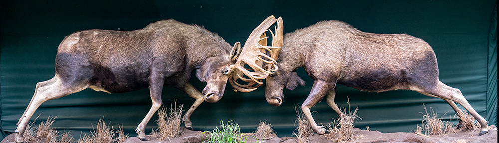 Two moose butting antlers