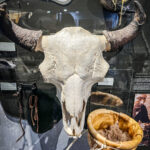 A bison skull