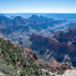 Trees on the side of a canyon