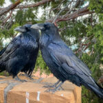 Two black birds