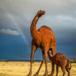 An adult and young camel with a rainbow behind them