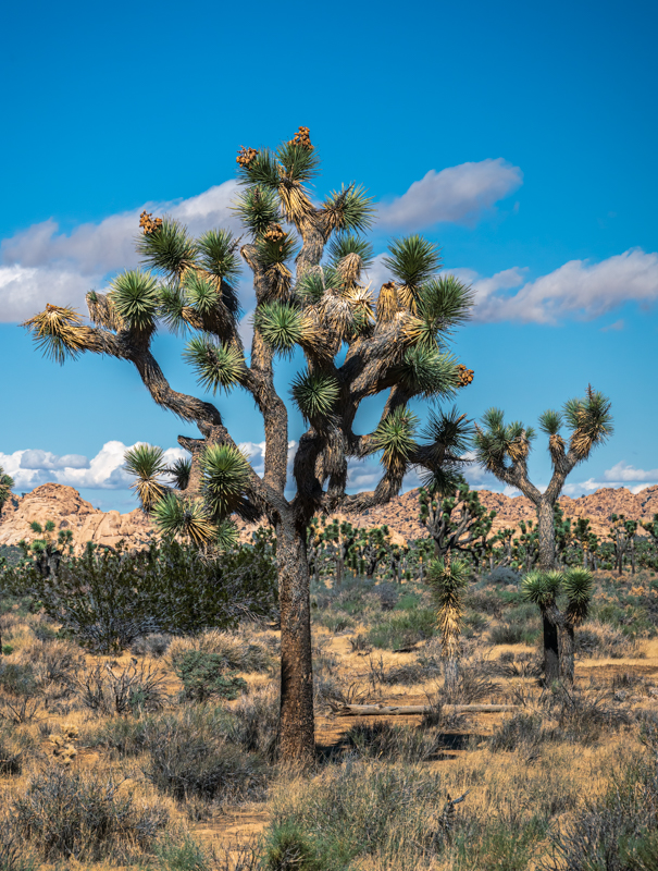 Np Tree Joshua Tree NP - Our Epic Journey