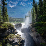 Trees surrounding the Athabasca Falls