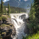 The forest near Athabasca Falls  