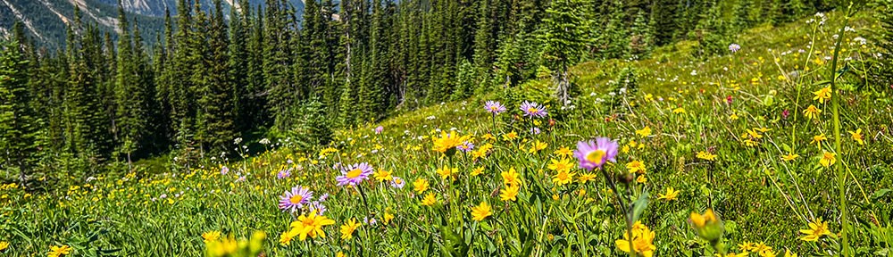 Edith Cavell Meadows Hike