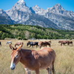 Horses at the Taggart Lake Trailhead