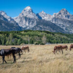 A group of grazing horses