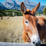 A brown horse