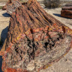 A log at Petrified Forest