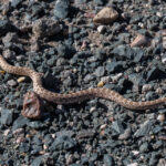 A snake at Petrified Forest