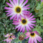 Cape Daisy flower